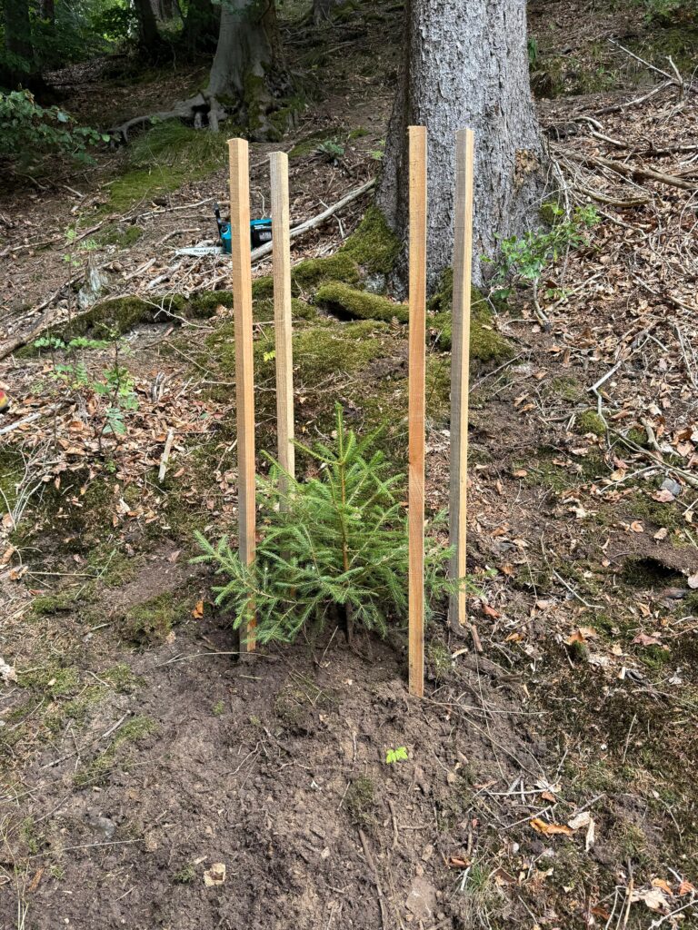 Baum gepflanzt im Lohwald – unsere Teilnahme an der Baumpflanz-Challenge 2 WhatsApp Image 2025 08 31 at 14.24.54 | Burschenclub Usseln 1612
